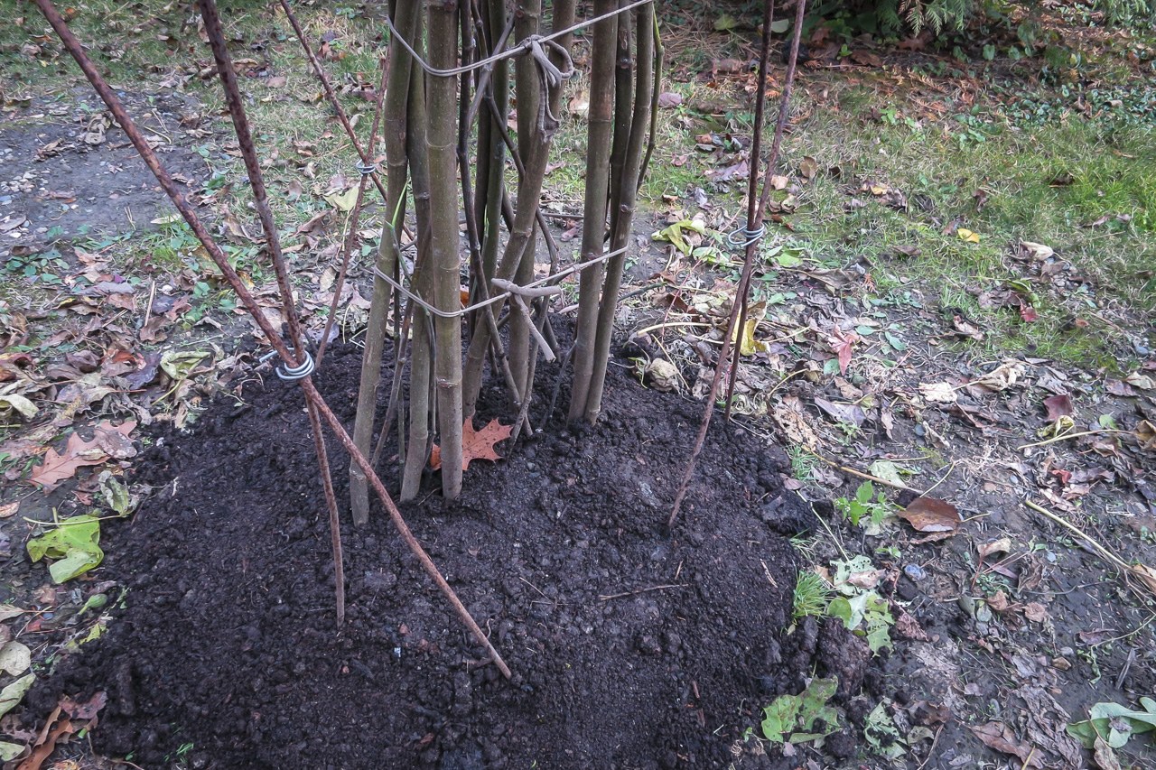 Выращивание черноплодной рябины (аронии)