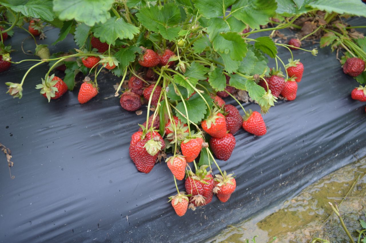 Посадка клубники на агроволокно: простой способ повысить урожайность