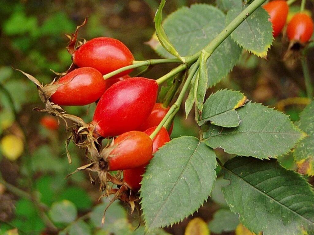 Ценность плодов шиповника