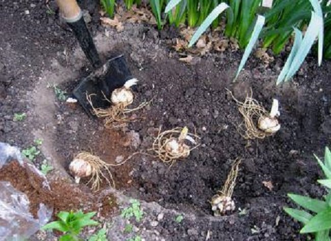 Посадка лилий весной: секреты успешного цветоводства