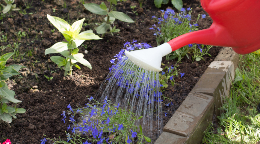 Выращивание лобелии из семян: секреты успешного процесса