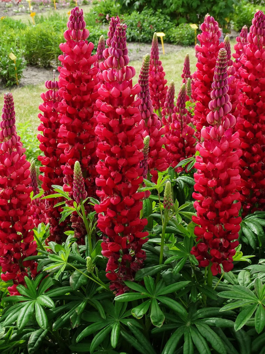 Люпин: выращивание, фото