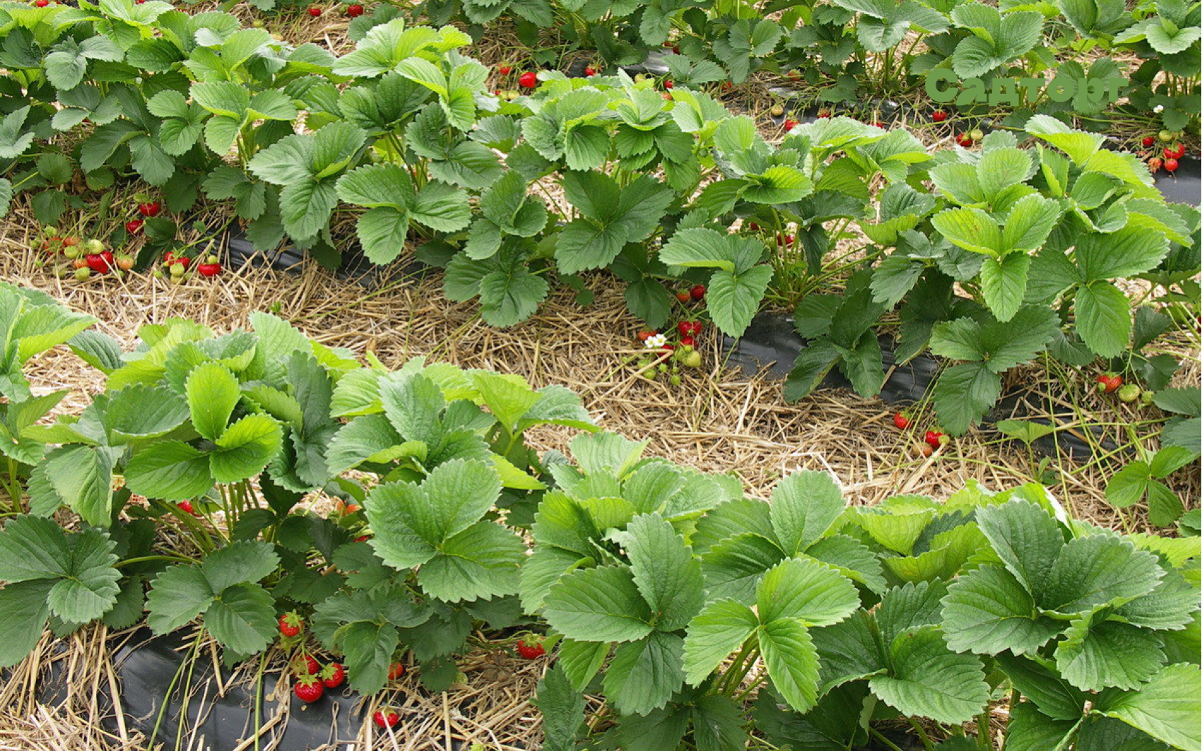 Уход за клубникой: секреты обильного урожая