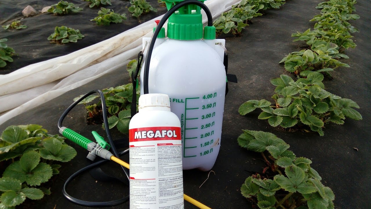 Советы по химической обработке клубники