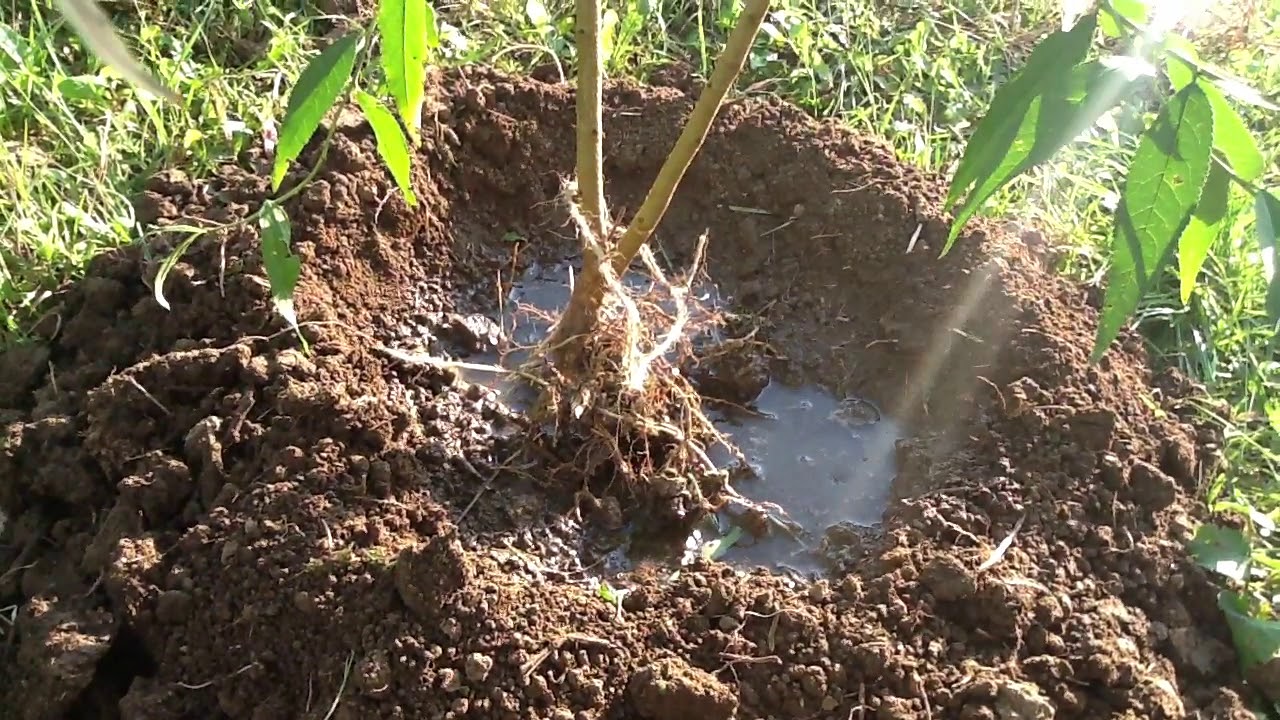 Выращивание и уход за персиком