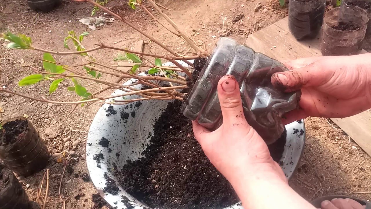 Гранат: эффективные советы по выращиванию и уходу за растением