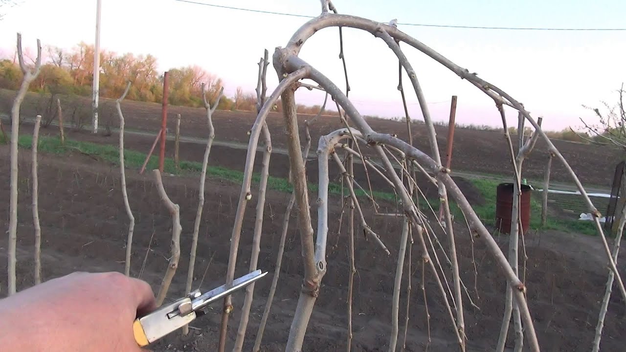 Шелковица в вашем саду. Фото.