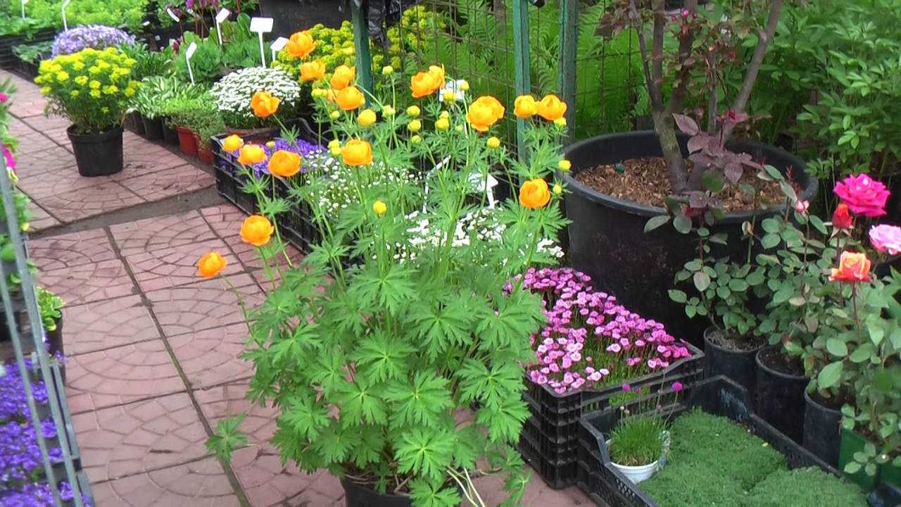 Посадка и уход за купальницей азиатской