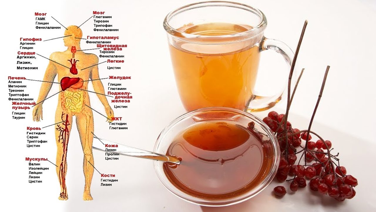 Чем полезна калина обыкновенная?