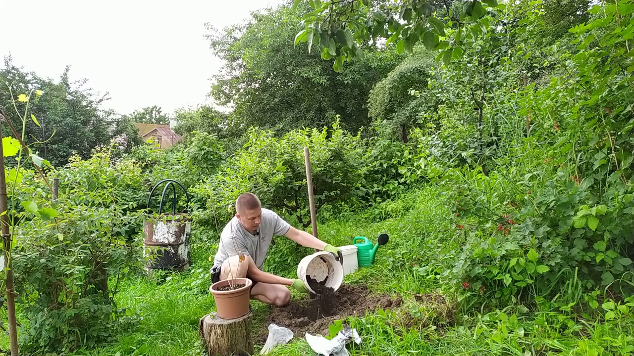 Посадка граната в открытый грунт: секреты успешного выращивания