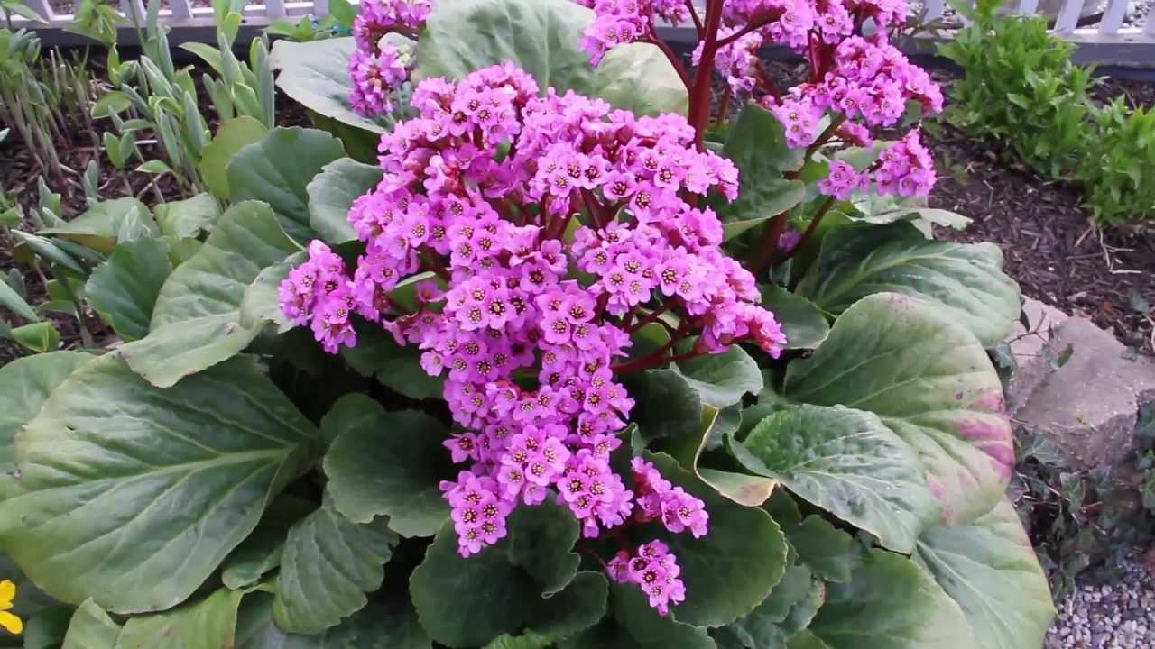 Посадка и уход за баданом: советы и рекомендации