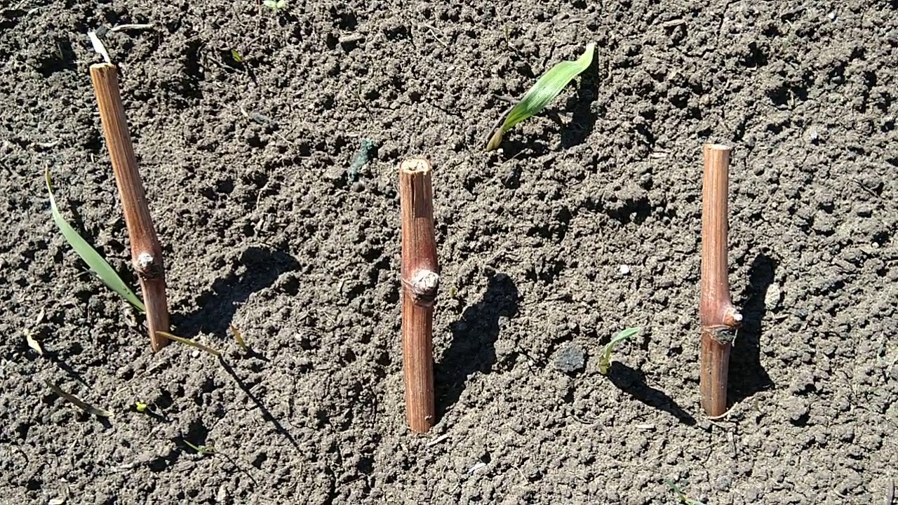 Посадка винограда из черенка