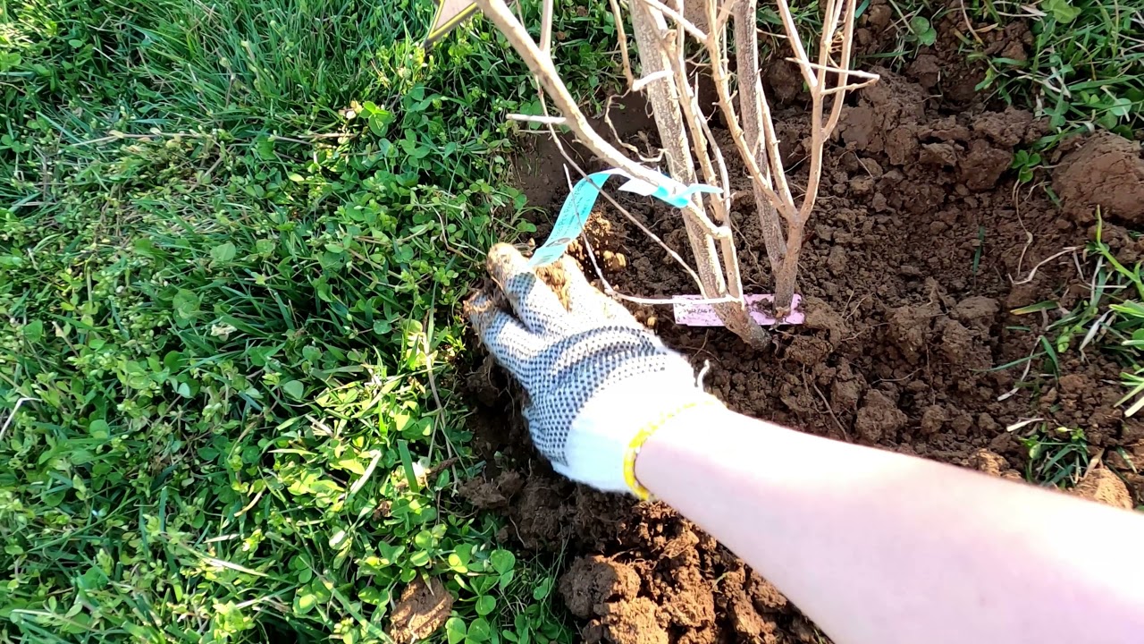 Посадка граната в открытый грунт: секреты успешного выращивания