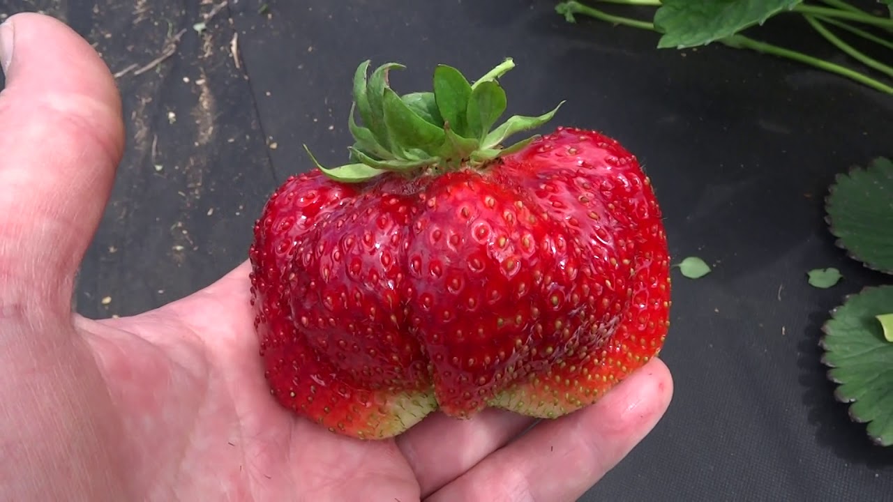 Выращивание и уход за ремонтантной клубникой