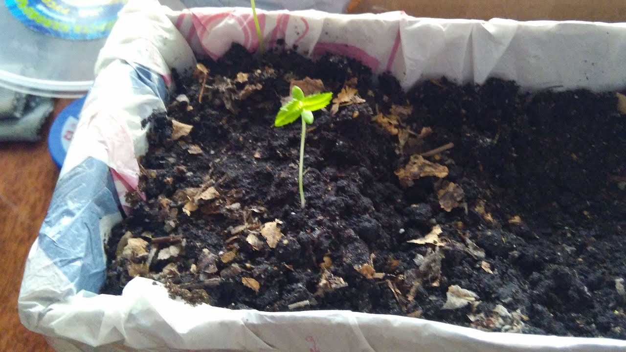 Выращивание черемухи черной: секреты и особенности