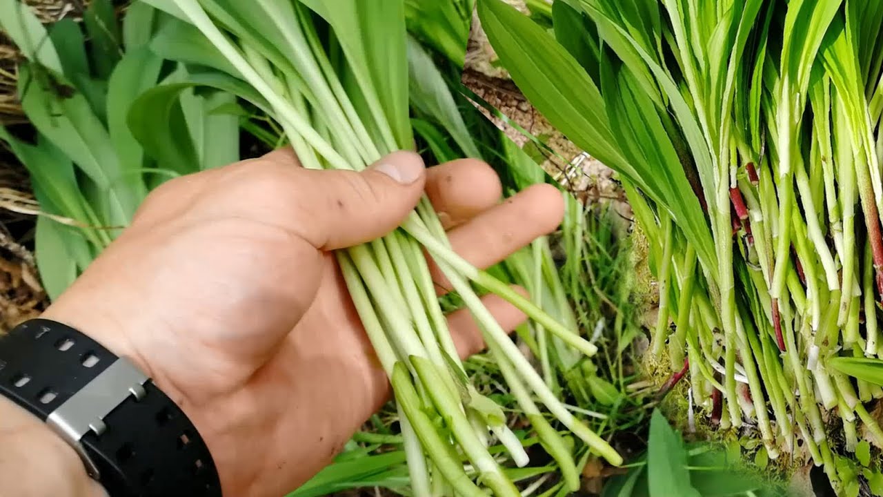 Как вырастить на участке черемшу