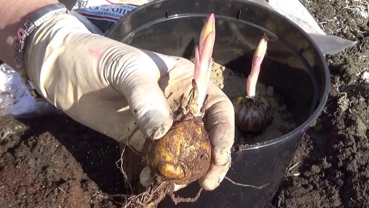 Выращивание и уход за лилиями