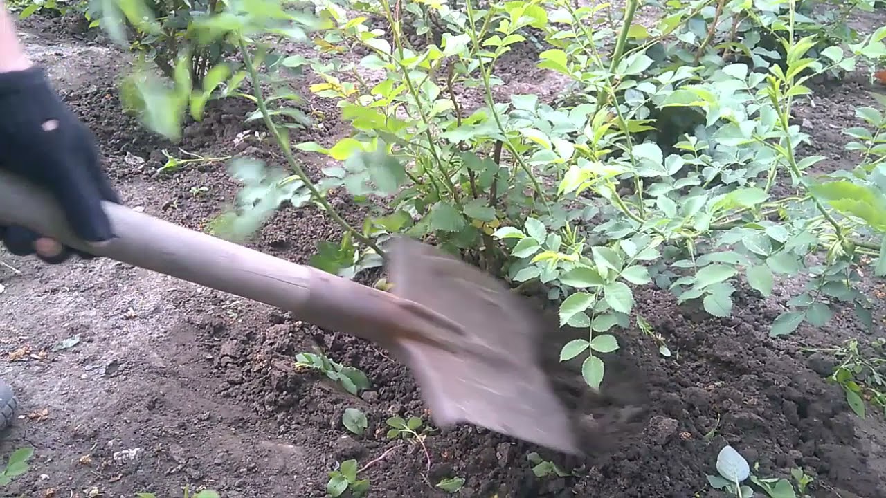 Выращивание шиповника