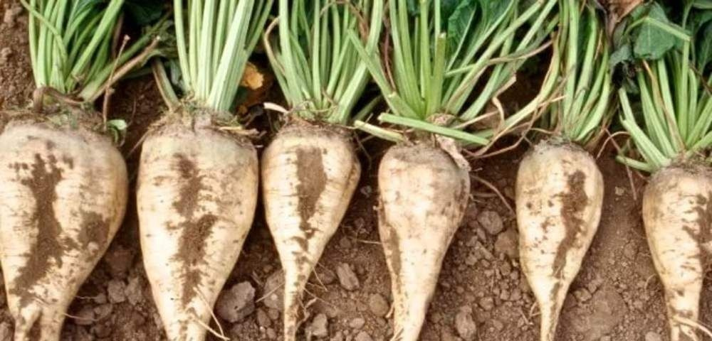 Сахарная свекла: энергетический бомбардир и лекарь на все случаи жизни