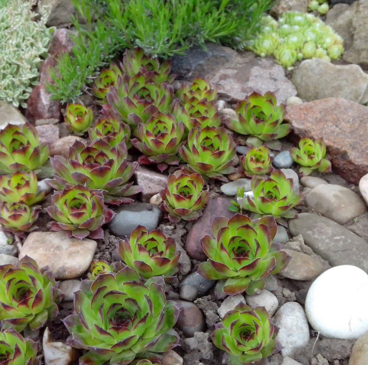 Молодило в ландшафтном дизайне