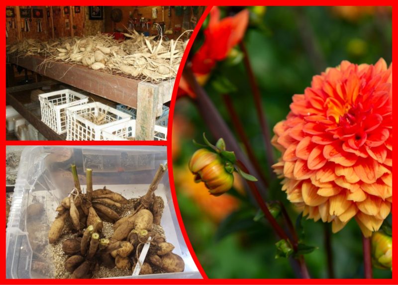 Уход за георгинами осенью