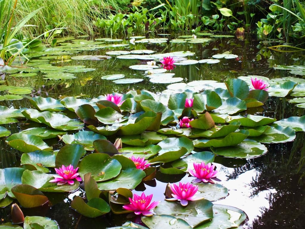 Как сделать искусственный пруд на участке