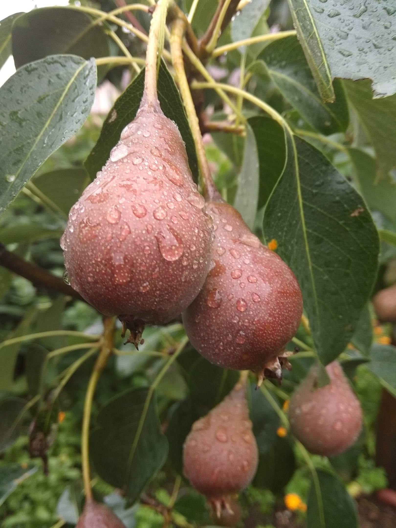 Выращиваем грушу в нашем саду