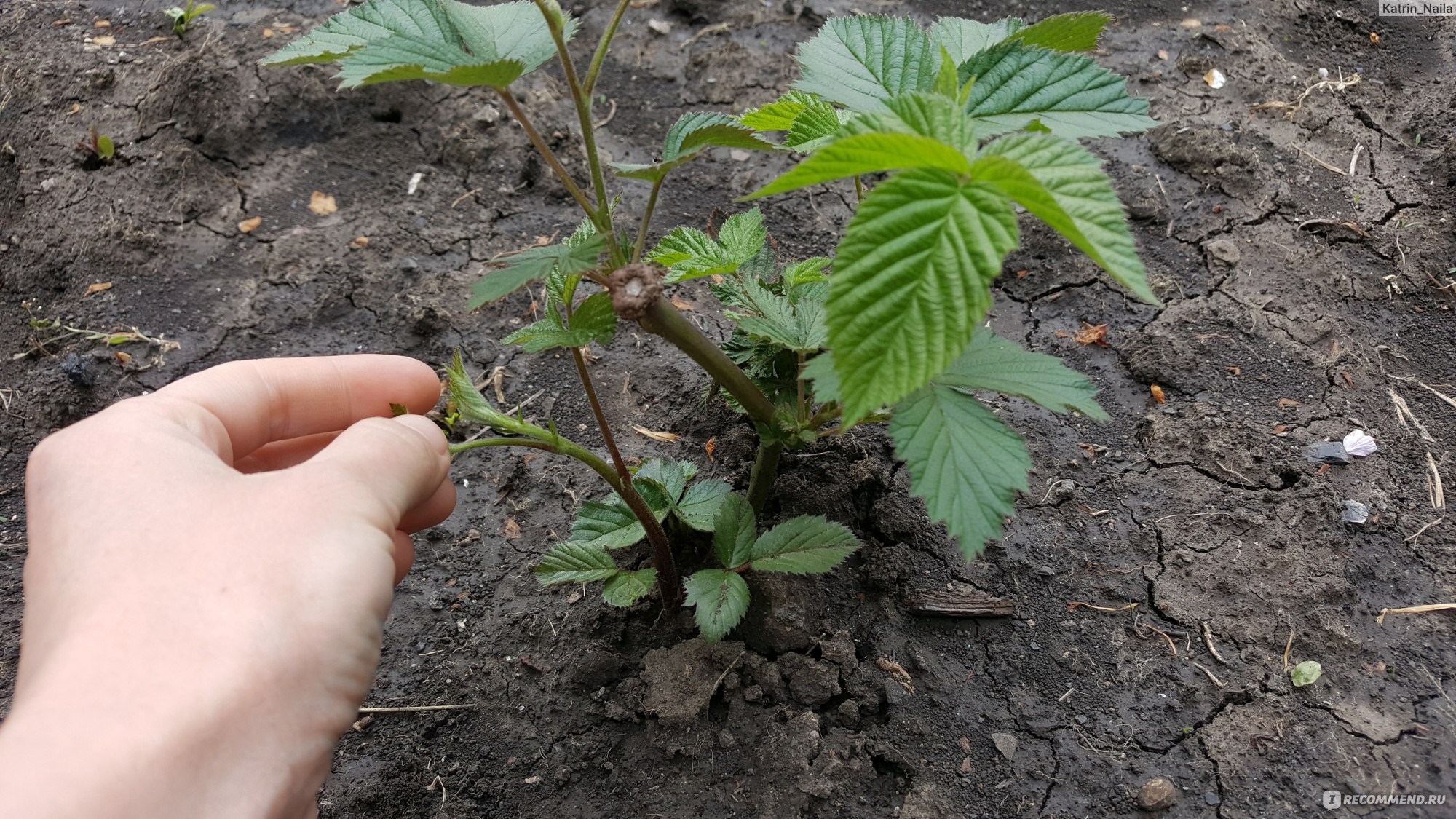 Где и как сажать ежевику