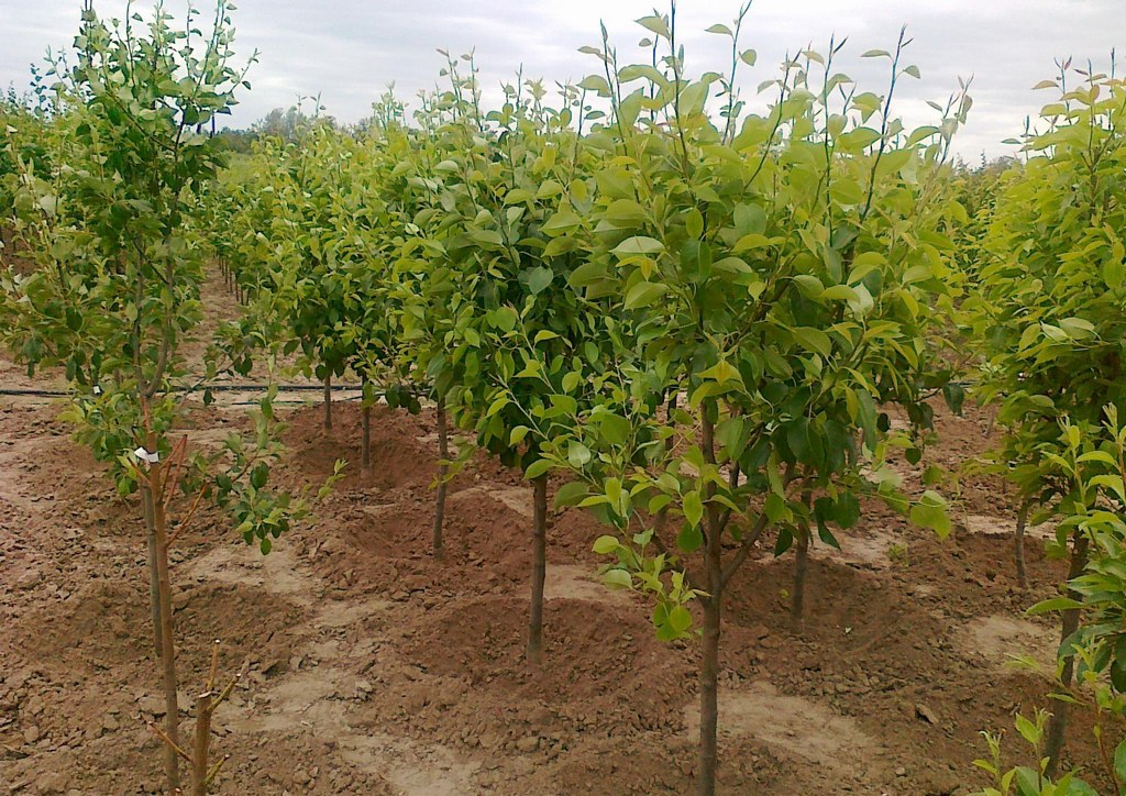 Как ухаживать за грушей