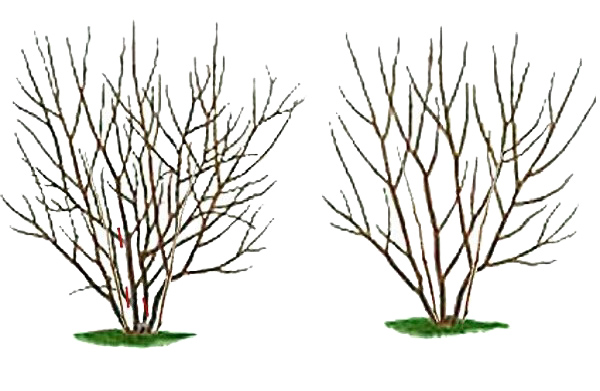 Обрезка ирги: пошаговое руководство