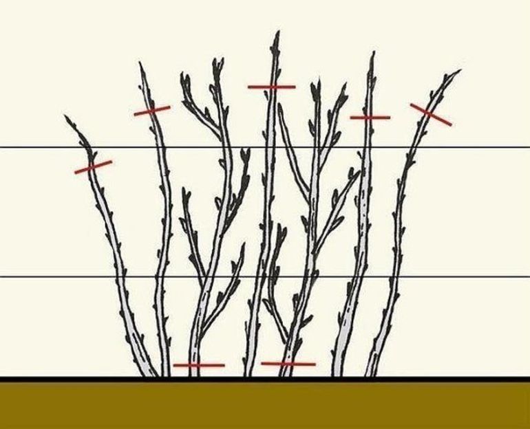 Как обрезать малину осенью