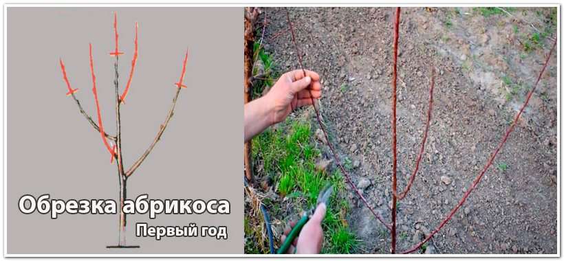 Осенняя обрезка абрикоса: как и почему проводить