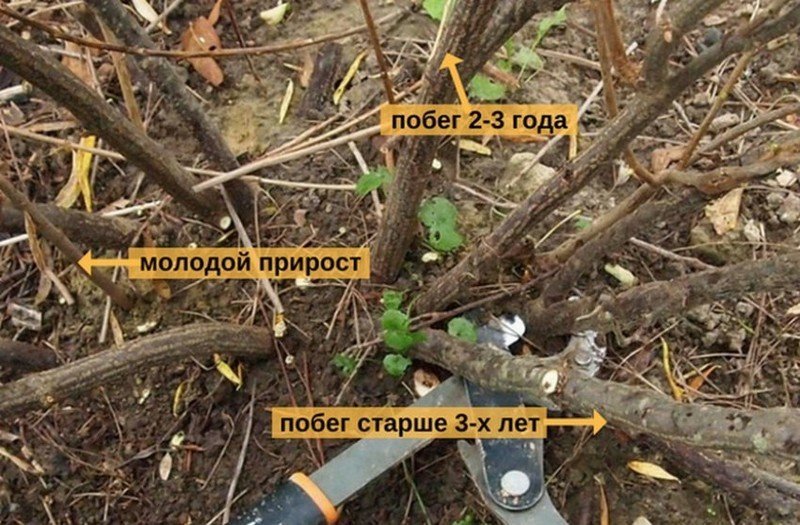 Обрезка белой смородины