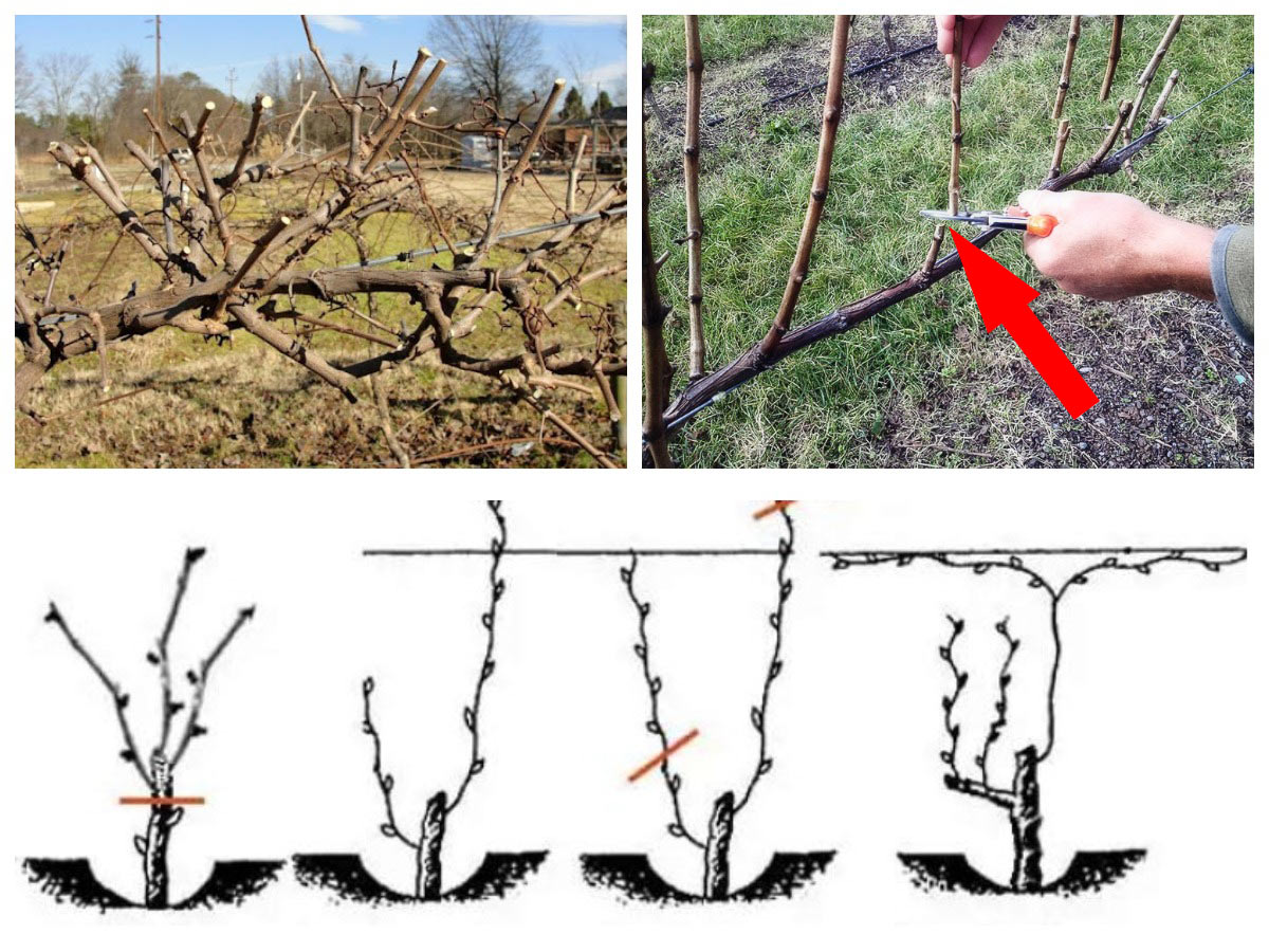 Как правильно сажать виноград