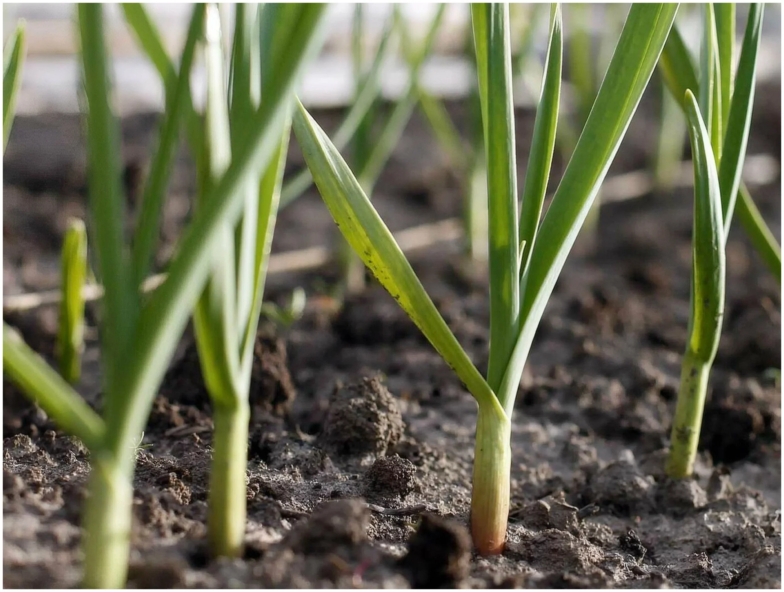 Выращивание ярового чеснока: от посадки до уборки урожая