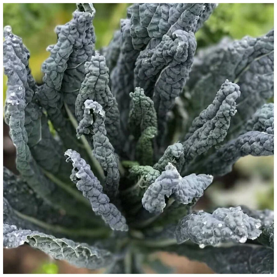 Выращивание капусты кале (кейл): секреты успешного урожая