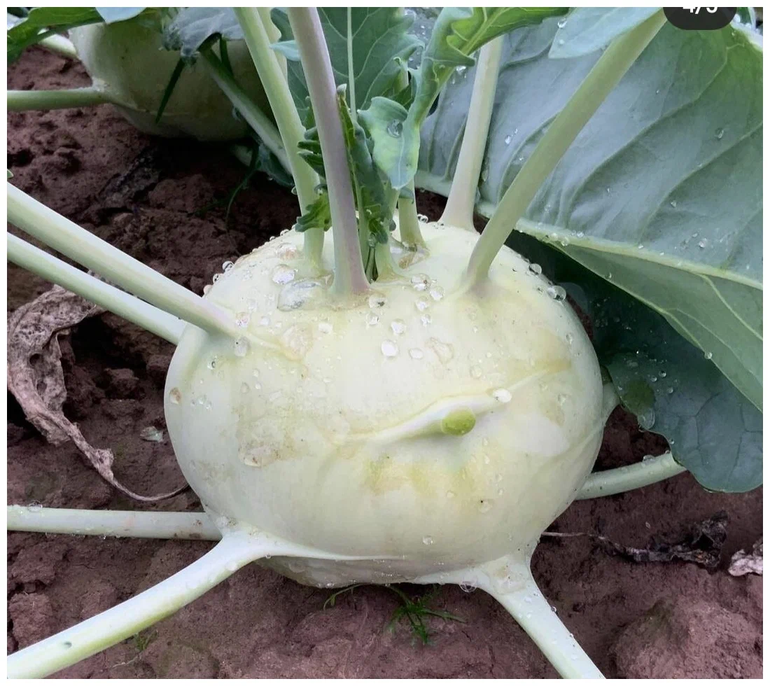 Выращивание капусты кольраби