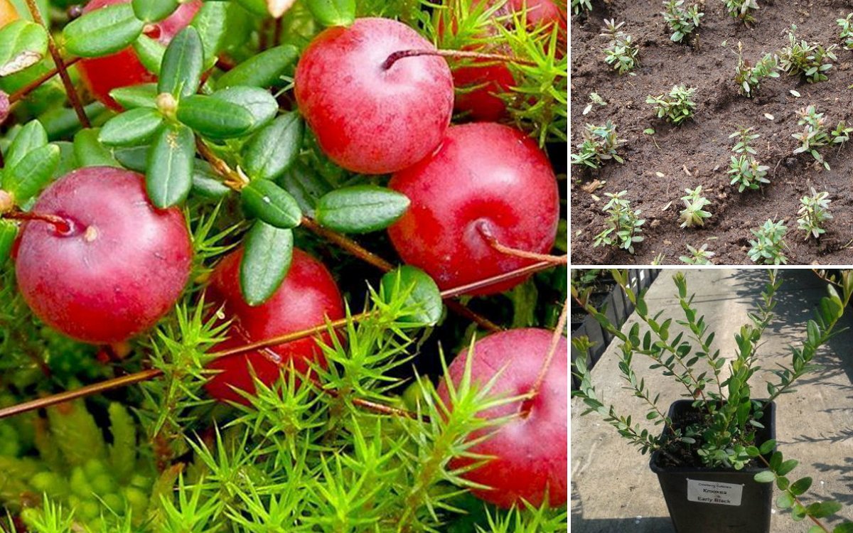 Выращивание садовой клюквы: секреты успешного урожая