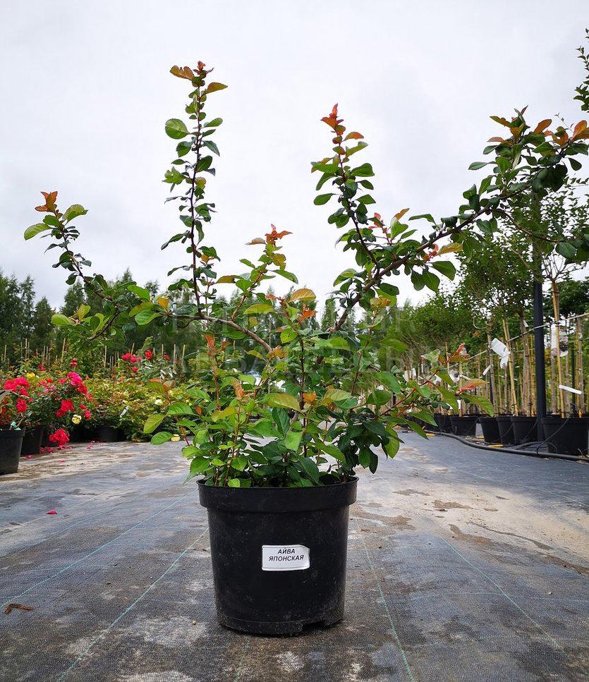 Уход и выращивание айвы японской в саду
