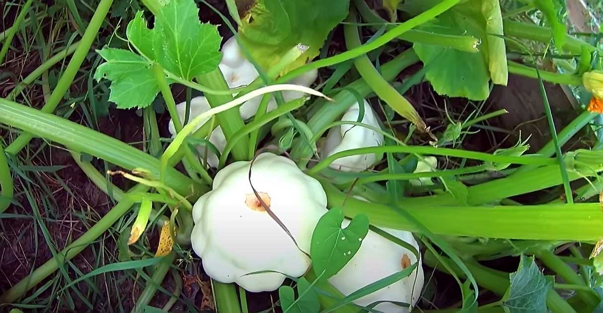 Выращивание патиссонов: простой способ получить урожай этого изысканного овоща