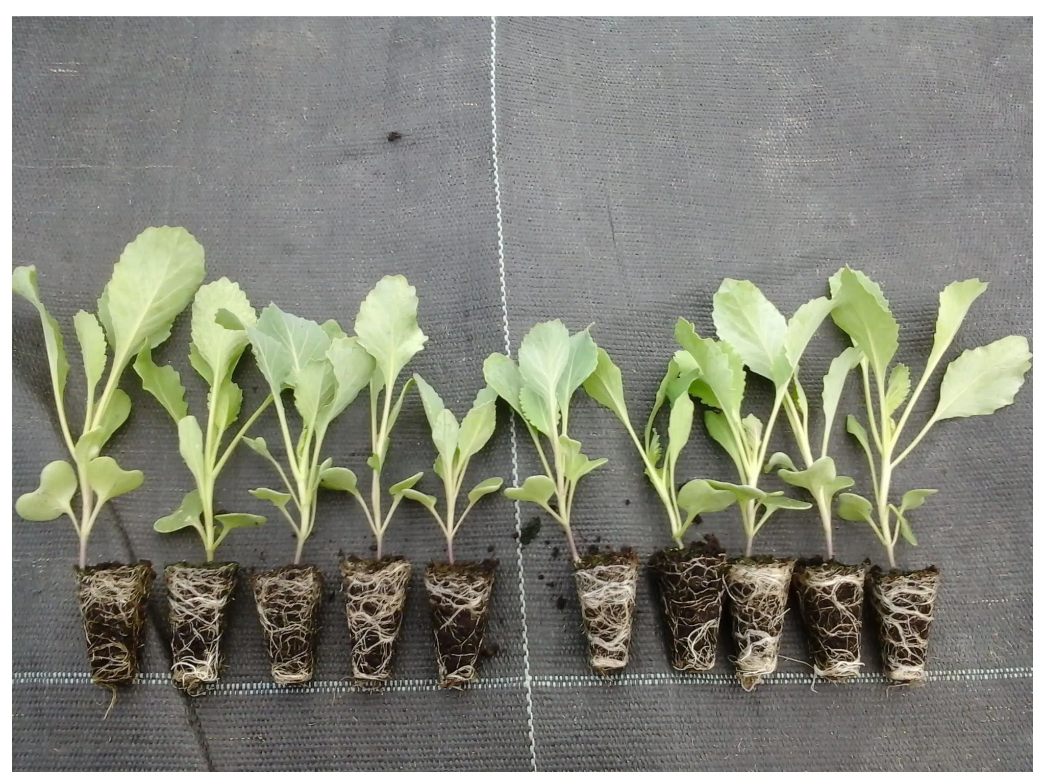 Посадка и выращивание пекинской капусты