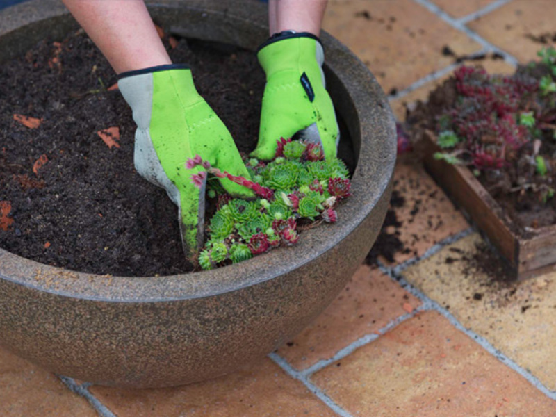 Молодило. Выращивание и уход