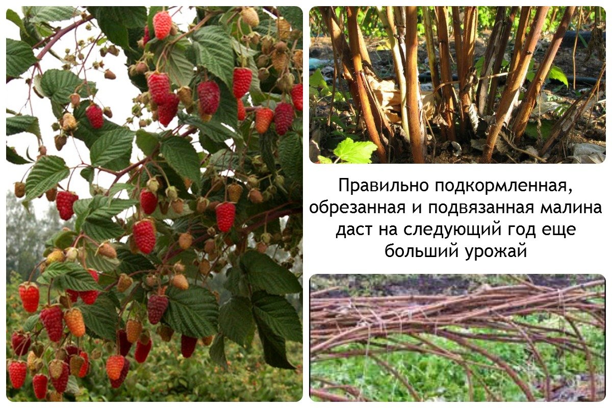 Как обрезать и подвязать малину весной?