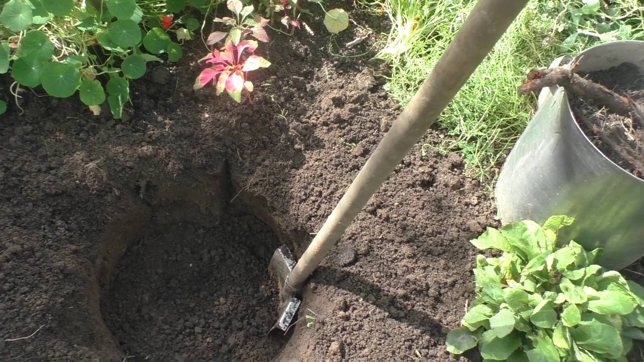 Выращивание и уход за пионами