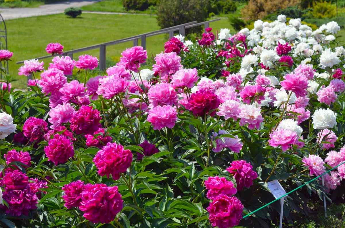 Правильная пересадка пионов: секреты успешной пересадки и ухода за растениями