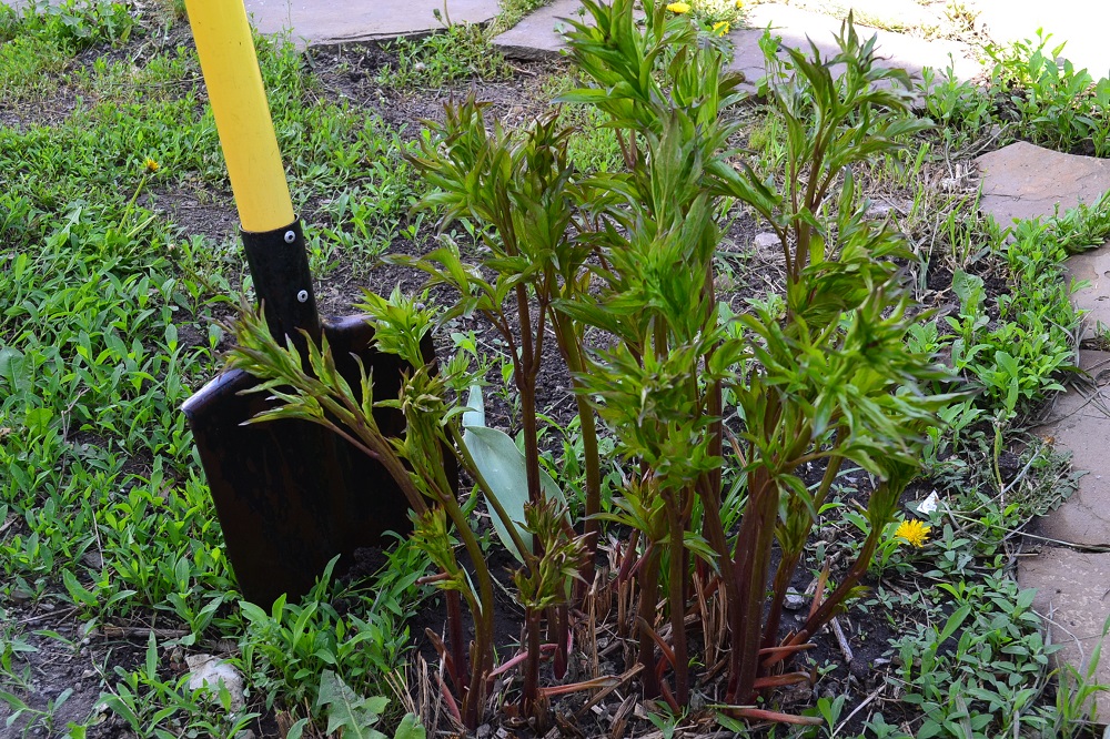 Выращивание и уход за пионами