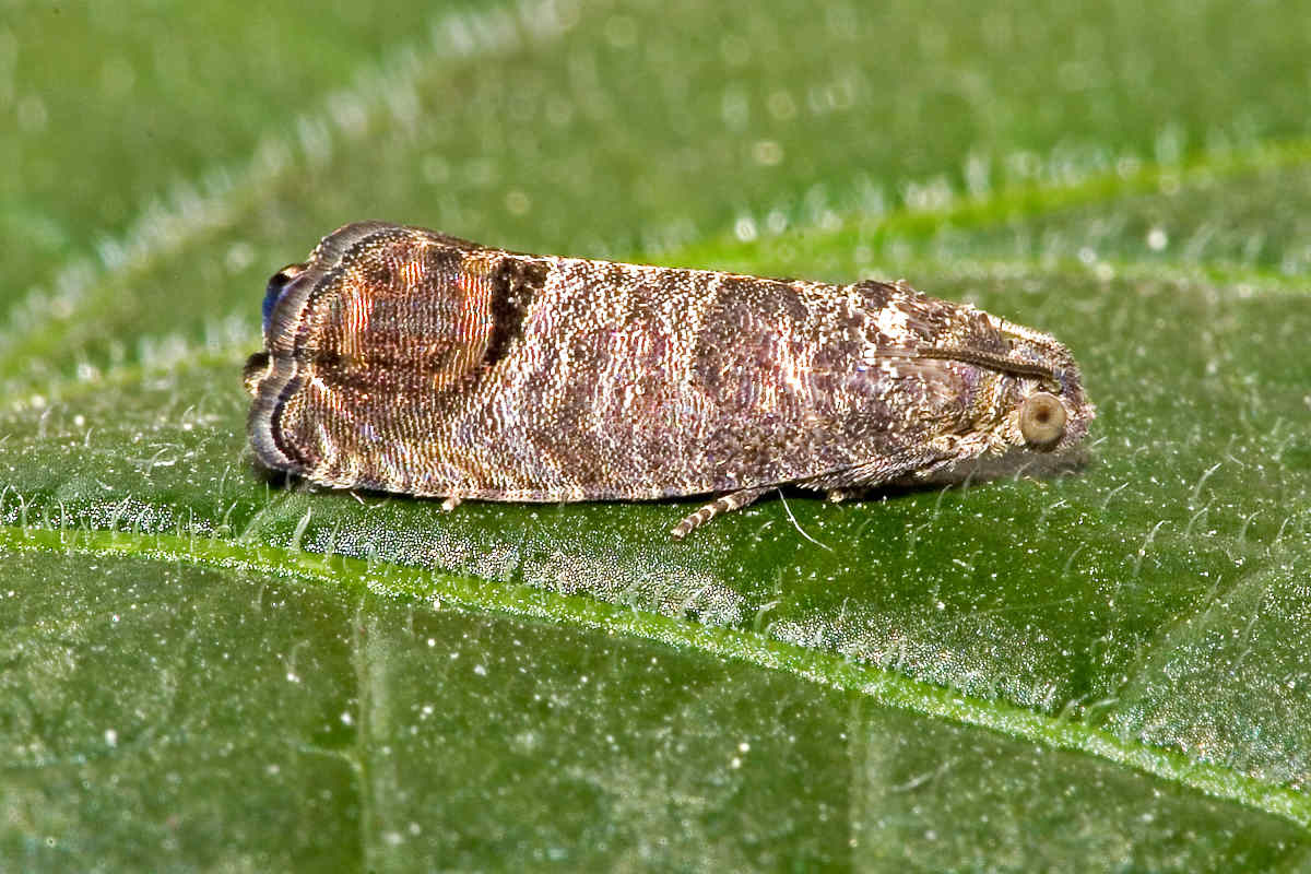 Как ухаживать за грушей