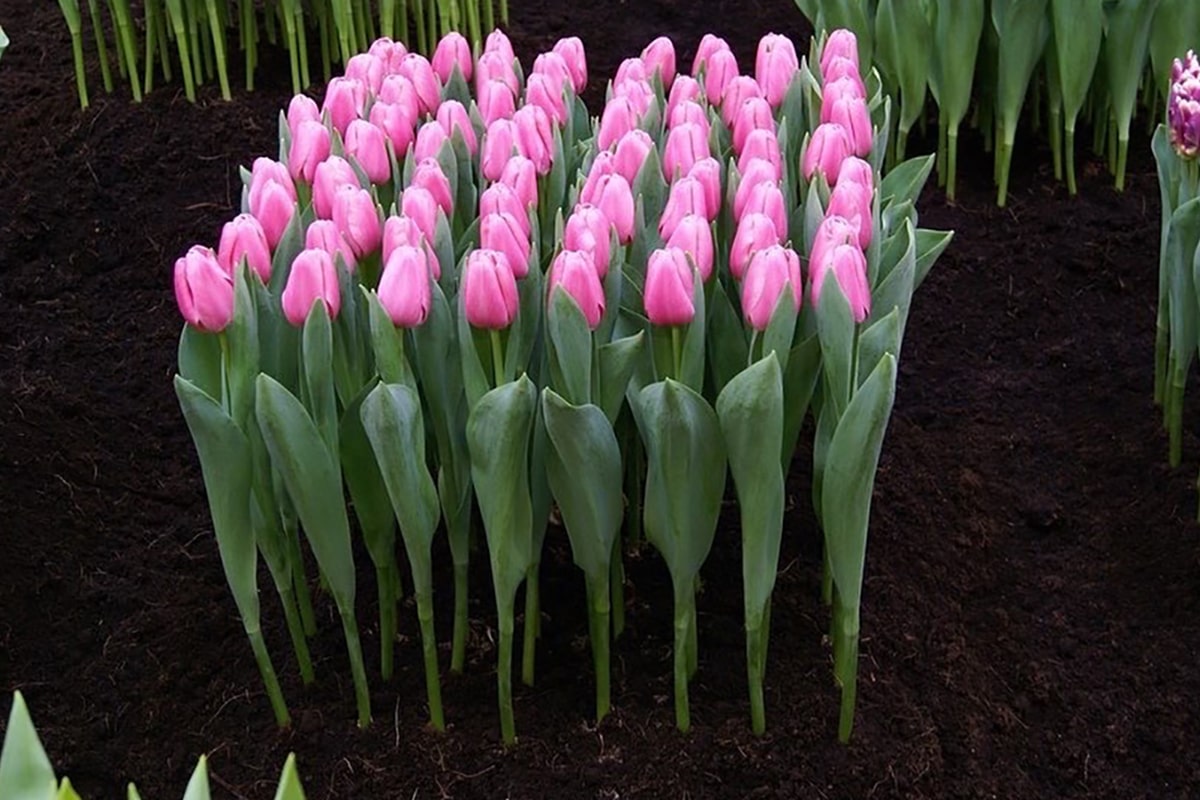 Осенняя посадка тюльпанов: простой способ сделать сад ярким и красочным