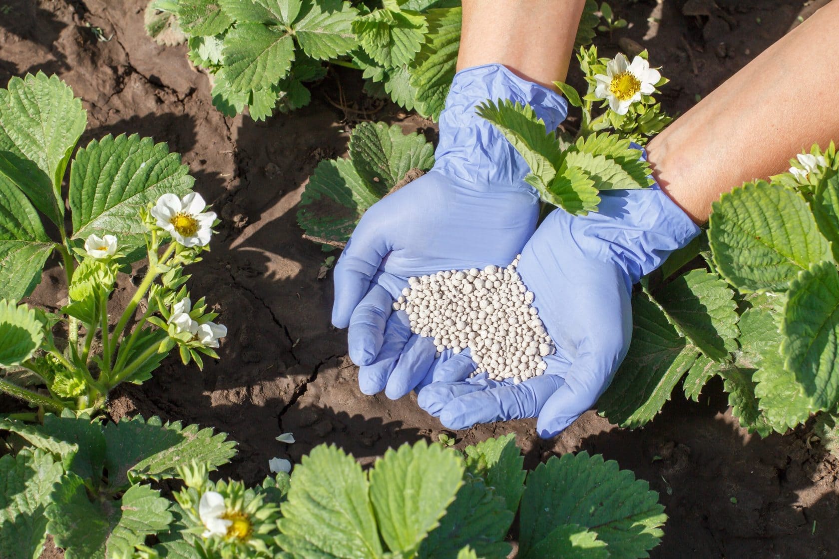 Подкормка клубники весной: секреты успешного выращивания