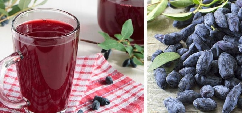 Полезные свойства жимолости съедобной